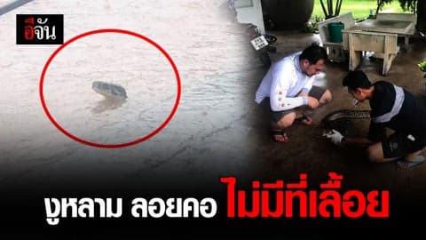พิษโพดุล งูหลาม ลอยคอเข้าบ้านคน