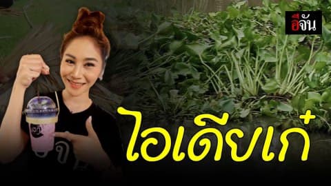 สร้างรายได้ & รักโลก หูหิ้วแก้วกาแฟจากผักตบชวา