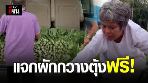 เจ้าของสวน แจกผักกวางตุ้งฟรี! หลังราคาดิ่งเหวไม่คุ้มค่าจ้างตัดและแพ็ค
