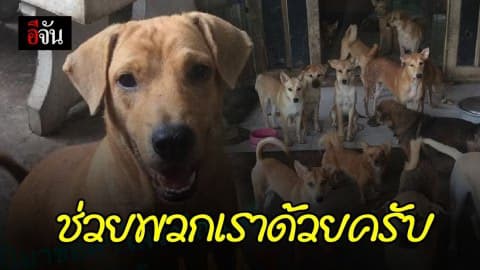 วอนหาบ้านใหม่ให้เจ้า 4 ขา หลังถูกสั่งย้ายออกใน 1 เดือน