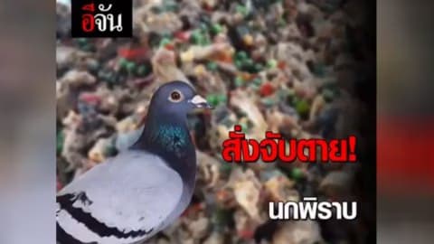 สั่งจับตายนกพิราบ ทำเมนูเด็ด