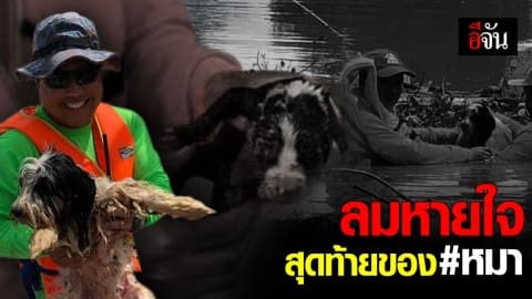 ขอบคุณที่ไม่ทิ้งน้องหมา