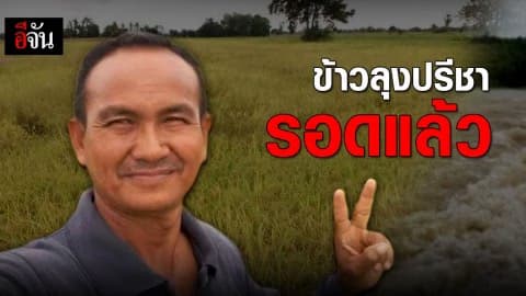 ลุงปรีชาใจแทบขาด ลุ้นข้าวเหลืองเต็มนา โดนน้ำท่วมมิดต้น