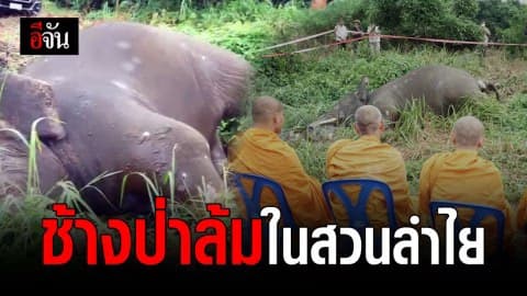 ผงะ! ช้างป่าล้มในสวนลำไย