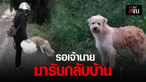 เจ้าตูบถูกทิ้งนาน 2 ปี ยังเฝ้ารอเจ้าของอยู่ทุกวัน