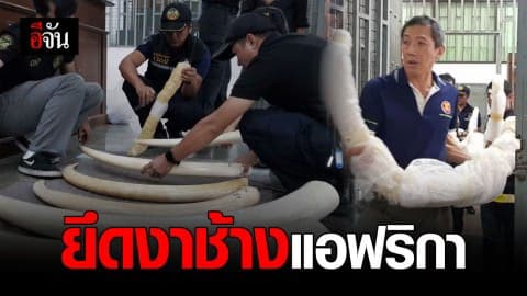 เหยี่ยวดง ยึดงาช้างแอฟริกา 6 กิ่ง จากบ้านในท้องที่ สภ.ปากเกร็ด