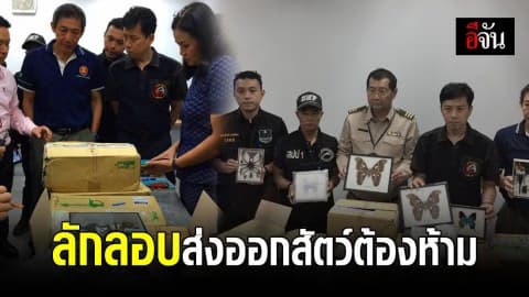 เหยี่ยวดง ยึดพัสดุตีกลับจากอเมริกา พบข้างใน สัตว์ต้องห้ามเพียบ