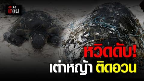 เต่าหญ้า ติดอวน เกยตื้นอ่าวเกือก