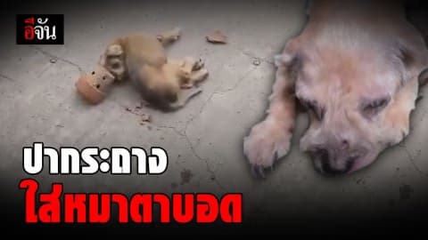 ครูวัยเกษียณ ปากระถางใส่หมาตาบอด สลบคอพับ