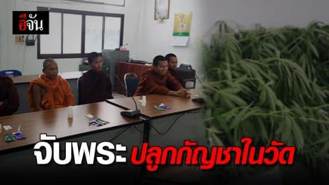 จับพระสงฆ์ 8 รูป ปลูกกัญชาในวัด อ้างไว้ทำยาปฏิชีวนะ