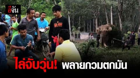 ช้างพลายกวม ตกมัน ควาญกว่า 10 คน ไล่จับวุ่นนาน 3 วัน