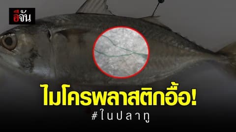 พบไมโครพลาสติกในท้องปลาทู อื้อ!