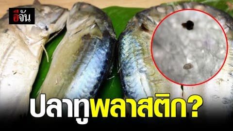 กินปลาทูเข้าไปจะเป็นอันตรายไหม? หลังพบไมโครพลาสติกในท้องปลาทู