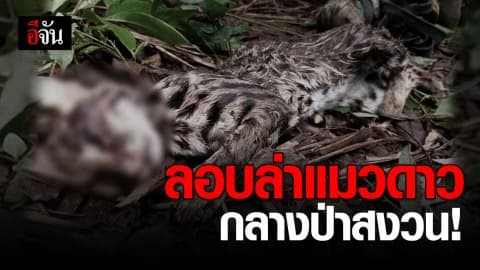 รวบ 2 พรานหนุ่ม ลอบล่าแมวดาวกลางป่า