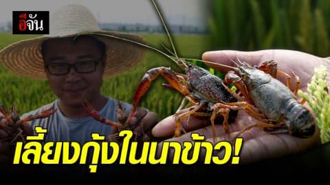 ชาวนาจีน เลี้ยงกุ้งเครย์ฟิชในนาข้าว
