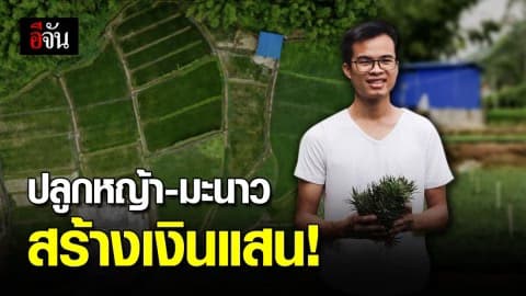 วัยรุ่นจีน แห่ปลูกหญ้า-มะนาว สร้างรายได้หลายแสน