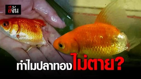 ทำไม เจ้าถุงทอง ถึงมีชีวิตรอด ทั้งที่หางเปื่อยก้างโผล่!!