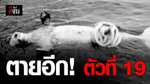 พบซากพะยูนตายอีก นับเป็นตัวที่ 19 ในห้วงไม่ถึง 10 เดือน