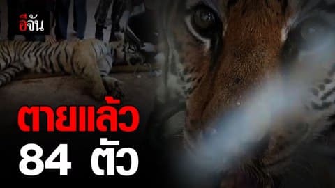 เสือโคร่ง วัดป่าหลวงตาบัว ตายแล้ว 84 ตัว