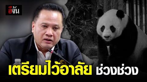 สวนสัตว์เชียงใหม่ แถลงการตาย ของช่วงช่วง แพนด้า ทูตสันถวไมตรี ไทย – จีน