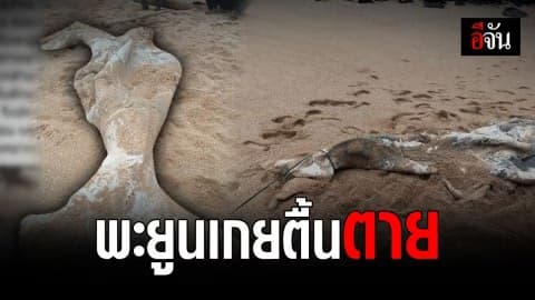 พบซากพะยูน เกยตื้นตาย ตามลำตัวถูกเฉือน