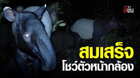 พบ สมเสร็จ สัตว์ป่าสงวนใกล้สูญพันธุ์ เดินโชว์ตัวหน้ากล้องดักถ่ายสัตว์ป่า