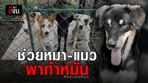 ช่วยหมา-แมว ติดน้ำท่วมพาทำหมันสัตว์