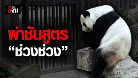 ผู้เชี่ยวชาญแพนด้าจากจีน เตรียมผ่าพิสูจน์ซาก “ช่วงช่วง”