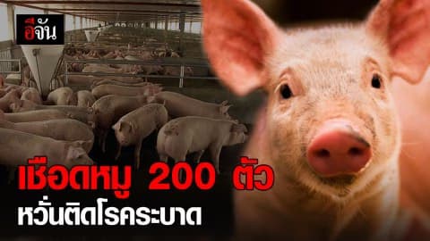 เชียงรายเชือดหมู 200 ตัว หวั่นติดเชื้อ “ไข้หวัดหมู”