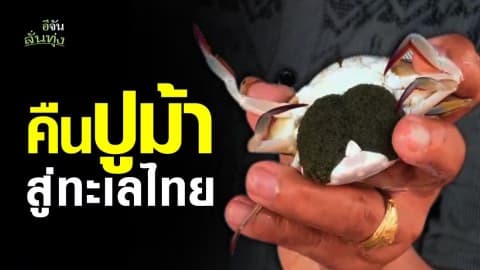 ธนาคารปูม้า “คืนปูม้าสู่ทะเลไทย”