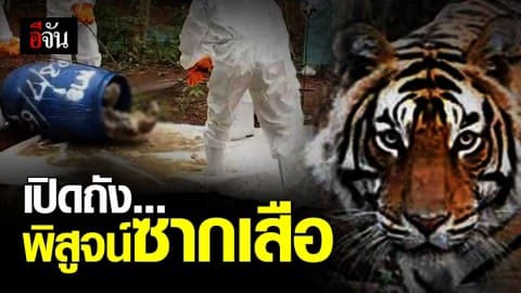 กรมอุทยานฯ เปิดถังพิสูจน์ซากเสือของกลาง วัดป่าหลวงตาบัว