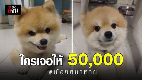 เจ้าของวอนช่วยตามหาน้องหมา หลังหายนาน 10 วัน – ใครเจอให้ 5 หมื่นบาท