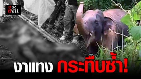 เด็กวัดไล่ช้างป่าไม่พ้น โดนงาแทง ช้างกระทืบซ้ำตายอนาถ