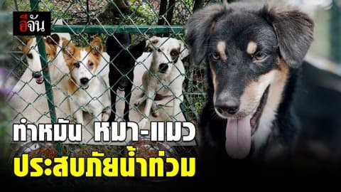 ทำหมัน หมา – แมว ประสบภัยน้ำท่วมกว่า 50 ตัว