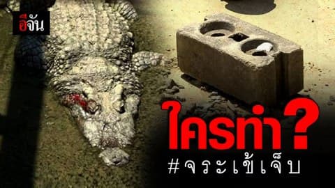 ทำได้ลงคอ! คนใจร้ายปาอิฐก้อนใหญ่ใส่จระเข้ โดนตาหวิดบอด