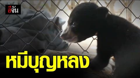 พบลูกหมีควาย คาดพลัดหลงแม่