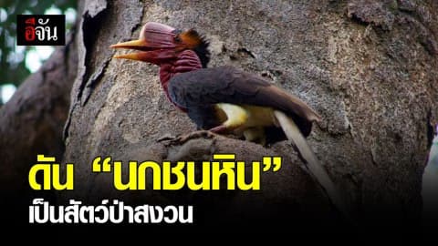 เศร้า! นกชนหิน ถูกล่าตัดหัว ทำเครื่องประดับ