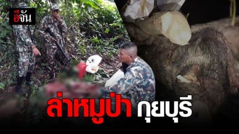 สายตรวจ อช.กุยบุรี ล่า แก๊งล่าหมูป่า กุยบุรี