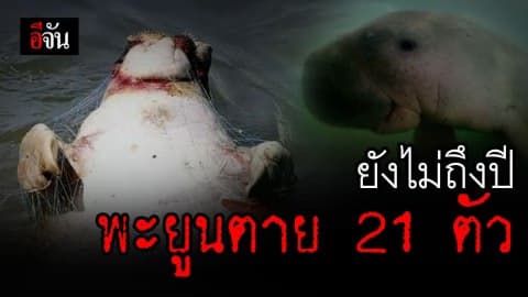 ยังไม่ถึงปีพะยูนตายมากที่ในประวัติการณ์