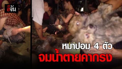 2 สามีภรรยาร้องไห้โฮ หมาปอม 4 ตัวจมน้ำตายสลด หลังจิตอาสาเปิดประตูน้ำทำเรือล่ม