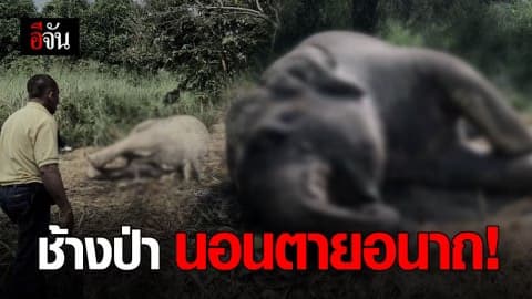 สลด! พบช้างป่าละอู นอนตายอนาถ
