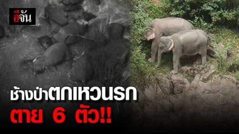 ตาย 6 ตัว ช้างป่าตกเหวนรก อุทยานแห่งชาติเขาใหญ่