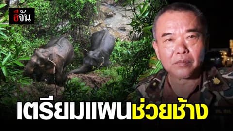 ช้างป่า 2 แม่ลูก ปลอดภัยแล้ว จนท. เตรียมปรับแผนช่วยเหลือพรุ่งนี้
