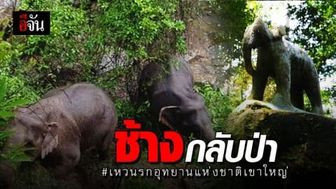 ช้างป่า 2 แม่ลูก เดินกลับเข้าป่าแล้ว