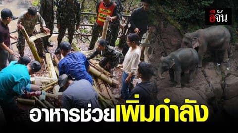 ทำอาหารเพิ่มกำลังให้ช้างป่า 2 แม่-ลูก