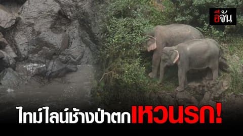 ไล่ไทม์ไลน์ ช้างป่าตกเหวนรกตายหมู่ 6 ตัว