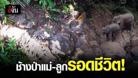 ช้าง 2 แม่-ลูก ตกเหวนรก รอดชีวิต