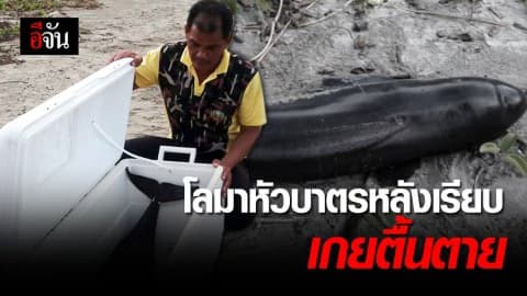 โลมาหัวบาตรหลังเรียบ นอนตายหน้าหาดบางปู