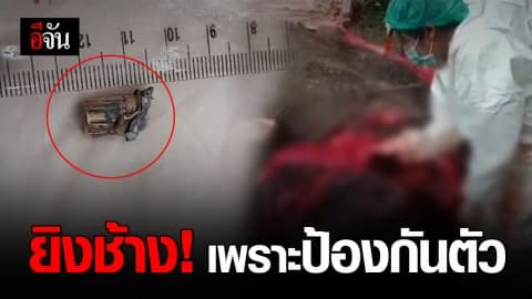 ช้างบุกสวนปาล์ม ถูกชาวบ้านยิงตาย!