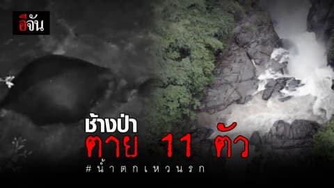 สูญเสียครั้งใหญ่ในรอบ 27 ปี! ช้างป่าตกเหวนรกตาย 11 ตัว